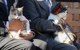 Nhật Bản tiếp tục bổ nhiệm mèo làm trưởng ga tàu