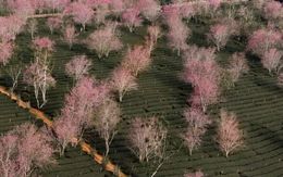 Đà Lạt làm bản đồ số 'săn' mai anh đào theo thời gian thực trên nền tảng Google Maps