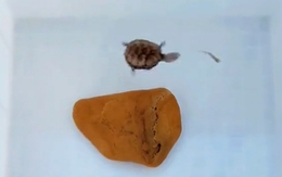 Khoảnh khắc rùa rượt đuổi cá kịch tính như phim hành động