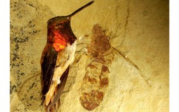 Hóa thạch kiến khổng lồ