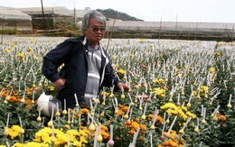 Ký giả tự do và tự lo rời xa làng báo