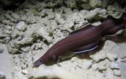 Tìm thấy hóa thạch "sống" ở Thái Bình Dương