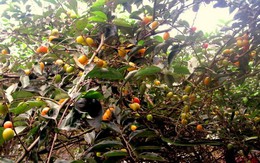 Nhớ mùa nhót chín cuối xuân