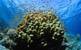 Dải san hô ngầm Caribbean sắp biến mất