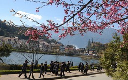 Sa Pa vào "mùa quyến rũ"