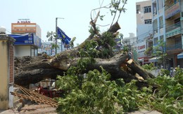 Cổ thụ trăm tuổi bật gốc chắn ngang đường