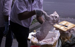 Có mẫu nhiễm heo tai xanh