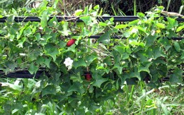 Ngọt thanh canh cua đồng bình bát