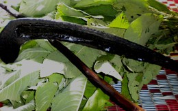 Cà răng, căng tai