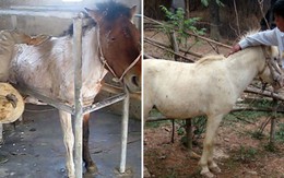 Ngựa "thẩm mỹ"