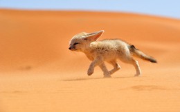 7 loài cáo đẹp nhất thế giới