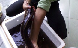 Thả nhiều cá trê lai ra môi trường, nên không?