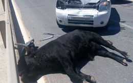 Clip bò điên húc bị thương 11 người tại Tây Ban Nha