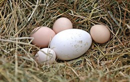 ​Trứng ngỗng rất tốt cho bà bầu?