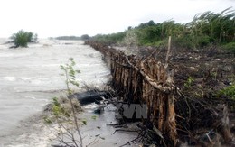 'Hà bá' lại nuốt nhà dân Cà Mau