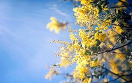 Đà Lạt mùa hoa mimosa