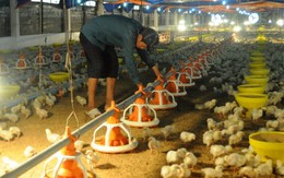 ​Làm ăn kiểu may rủi