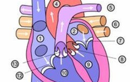 ​Thay van tim không cần mổ lồng ngực