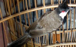 Trộm chim thế nào mới bị xử tội trộm cắp?