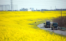 Mùa xuân hoa cải ở xứ sở mặt trời mọc