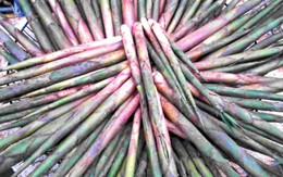 ​Mùa măng sặt Tây Bắc