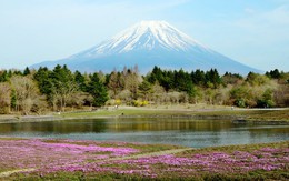 Những điểm ngắm núi Phú Sĩ tuyệt đẹp vào xuân