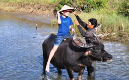 Du khách cưỡi trâu, tập làm nông dân