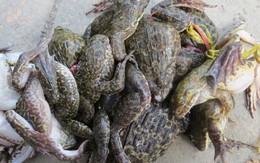 ​Đêm mưa, lội ruộng bắt ếch đồng