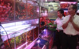 Chi tiền triệu chơi cá cảnh tết