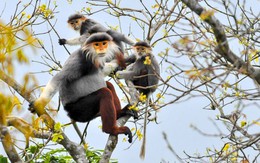 Vọoc Sơn Trà có thật là 1.335 con, hay chỉ 300-400?