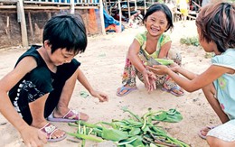 Chỉ là gỗ mọc lên vào mùa hè...