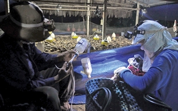 ​Thuốc nội cạnh tranh bằng gì?