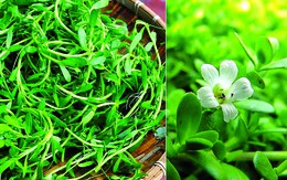 Nuốt vào cụm khói