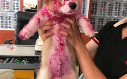 Thú cưng là “idol”