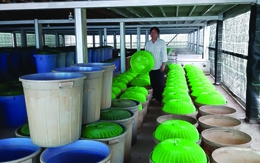 Thực phẩm từ côn trùng ở VN: Vào nhà hàng dễ hơn làm snack