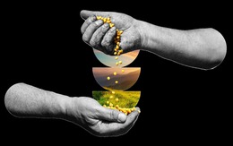 Doanh nghiệp, nhà nông và hạt giống để dành