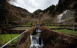 Cơn khủng hoảng wasabi ở Nhật Bản