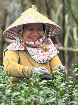 Hàng trăm ngàn chậu cúc Tết ở Quảng Ngãi được mua sạch từ khi còn 'ngậm nụ'