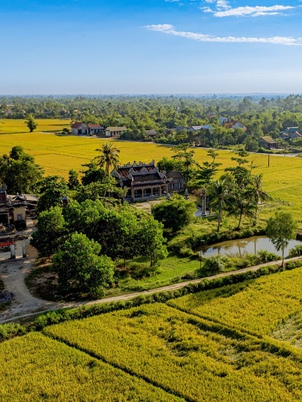 Ngắm cánh đồng lúa vàng ươm thơ mộng ở Xuân Tùy, TP Huế từ trên cao