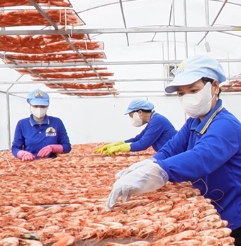 Độc lạ Cà Mau: Khô tôm sú ‘khổng lồ’ 1,8 triệu đồng/kg hút khách