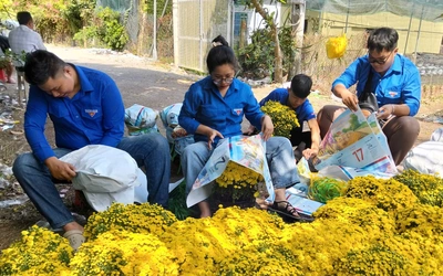 Người trồng cúc mâm xôi ở miền Tây nỗ lực đưa hoa ra chợ Tết sớm